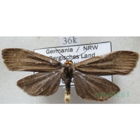 Atolmis rubricollis (Linnaeus, 1758) Powrózka rudoszyjka Deutschland36k